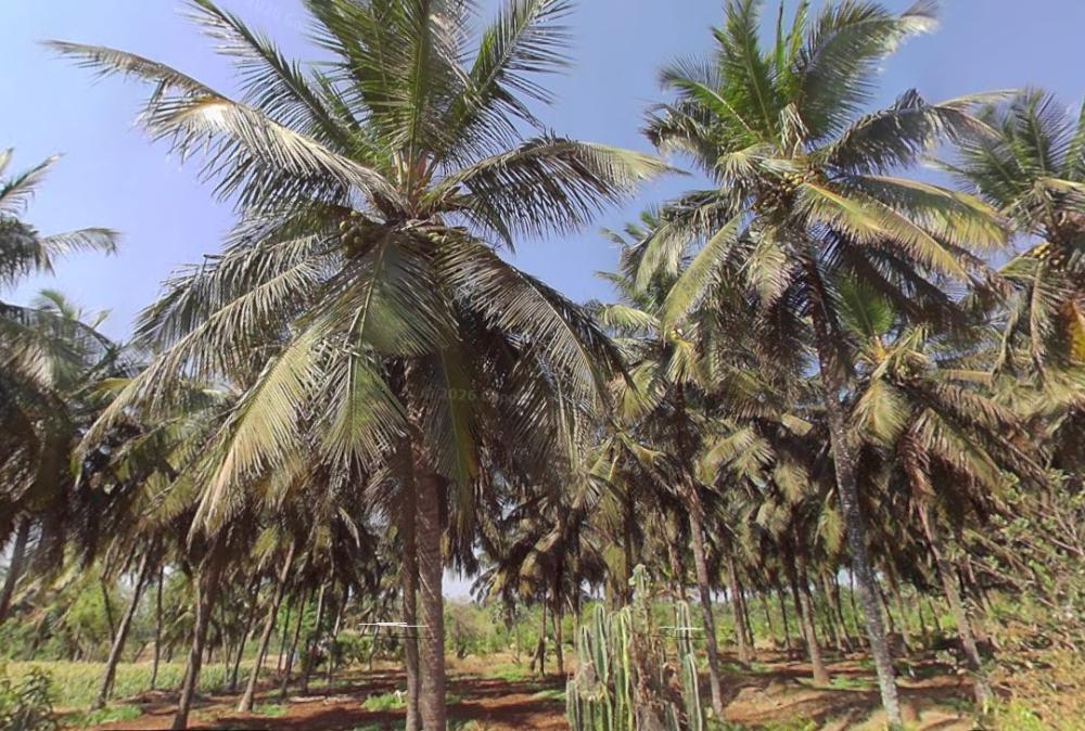 44 Cents Farm Land with Coconut Trees in Kinathukadavu - Coimbatore